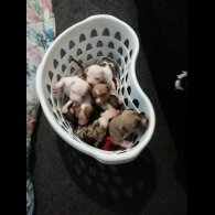 American Bulldog - Both