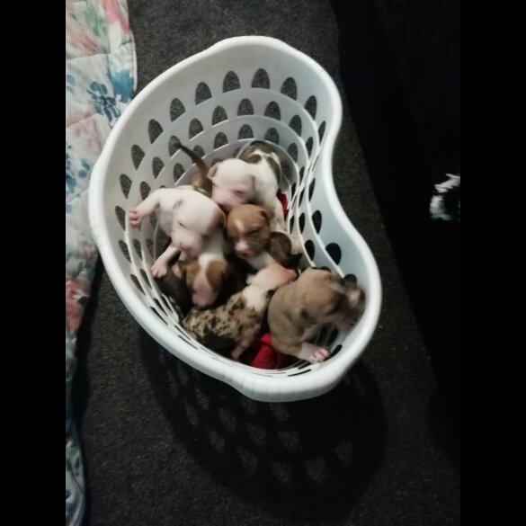 American Bulldog - Both