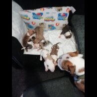 American Bulldog - Both