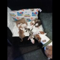 American Bulldog - Both