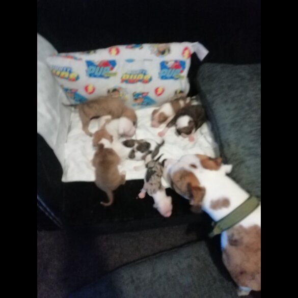 American Bulldog - Both