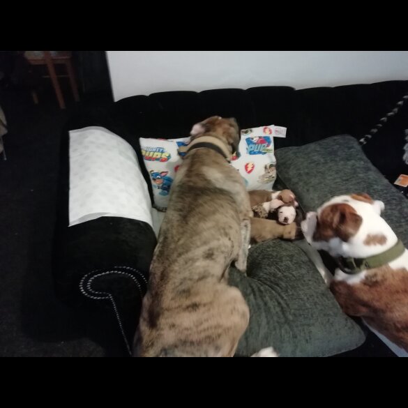 American Bulldog - Both