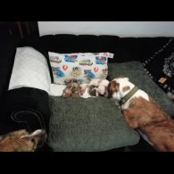 American Bulldog - Both
