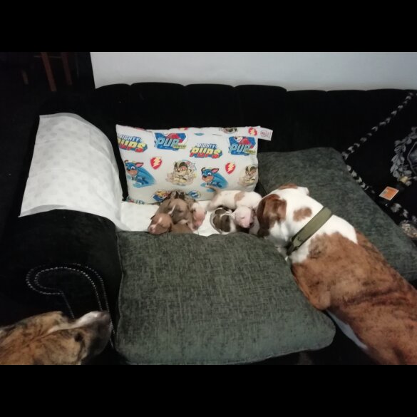 American Bulldog - Both