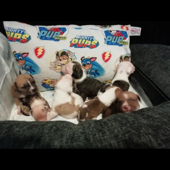 American Bulldog - Both