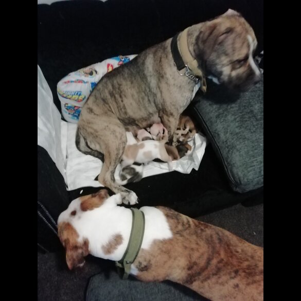 American Bulldog - Both