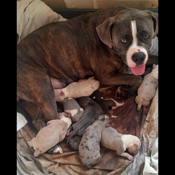 American Bulldog - Both