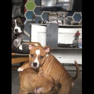 American Bulldog - Both