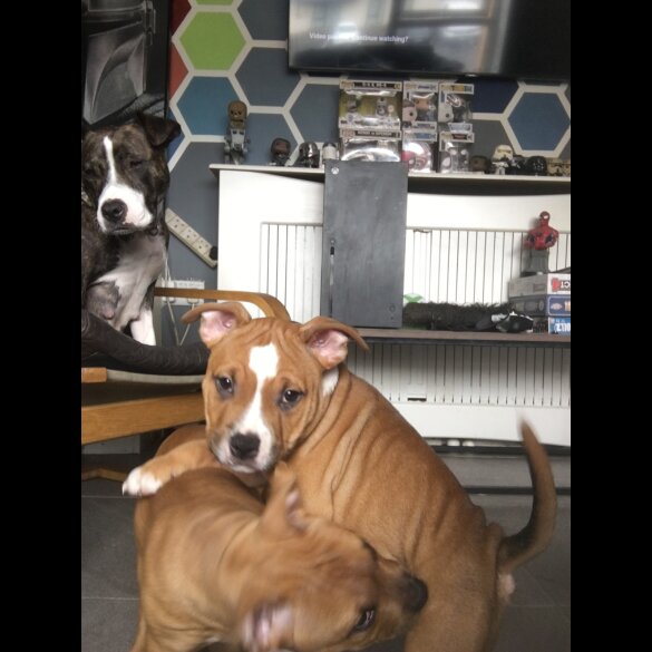 American Bulldog - Both