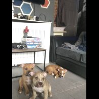 American Bulldog - Both