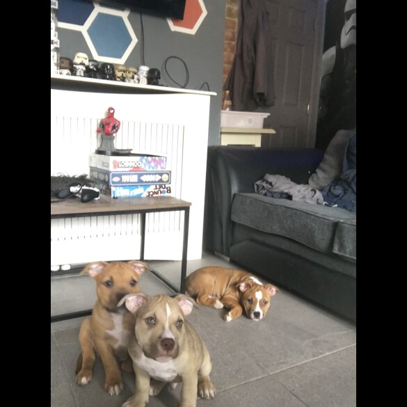 American Bulldog - Both