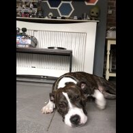 American Bulldog - Both