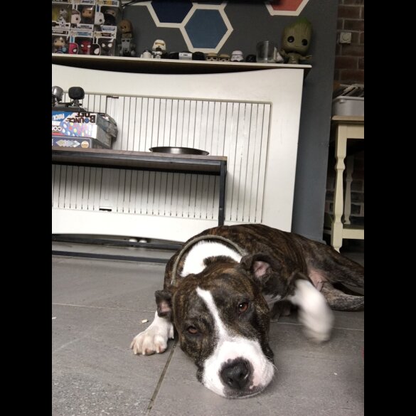 American Bulldog - Both