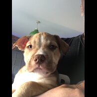 American Bulldog - Both