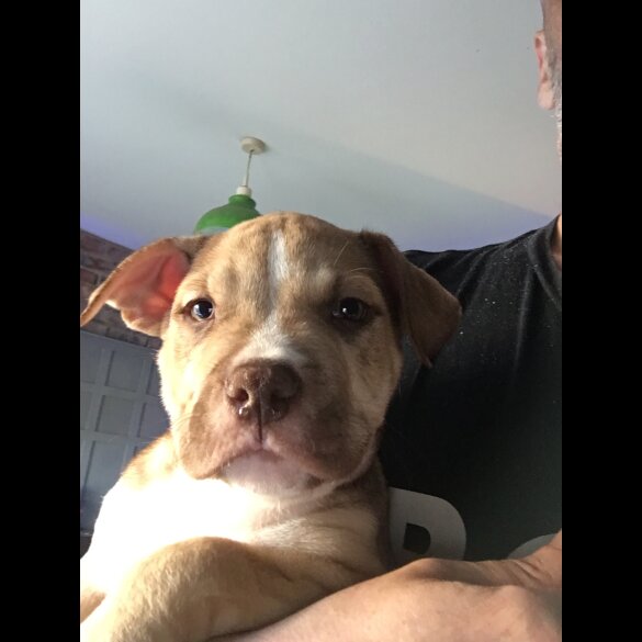 American Bulldog - Both