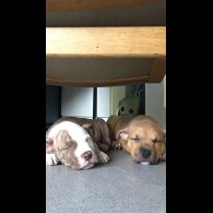 American Bulldog - Both