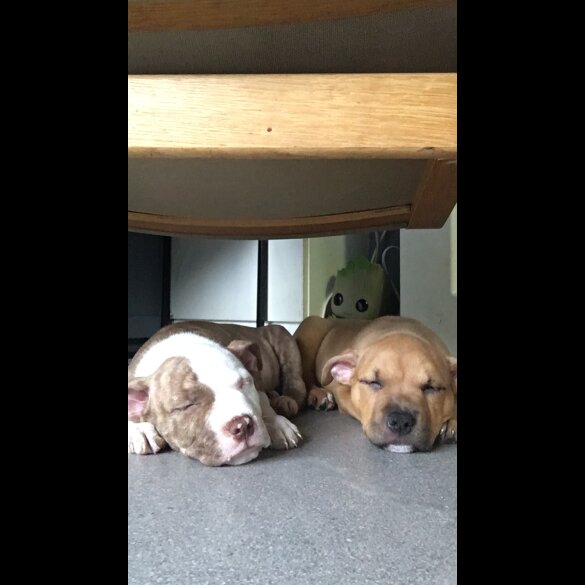 American Bulldog - Both