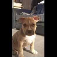 American Bulldog - Both