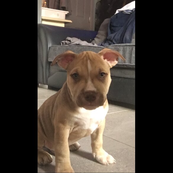 American Bulldog - Both