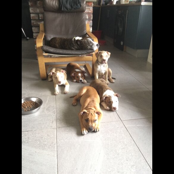 American Bulldog - Both