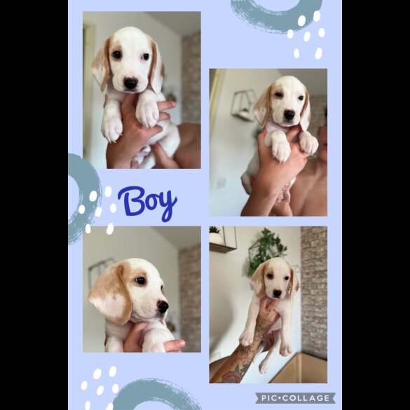 Beagle - Both