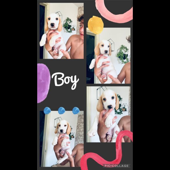 Beagle - Both