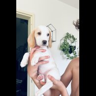 Beagle - Both