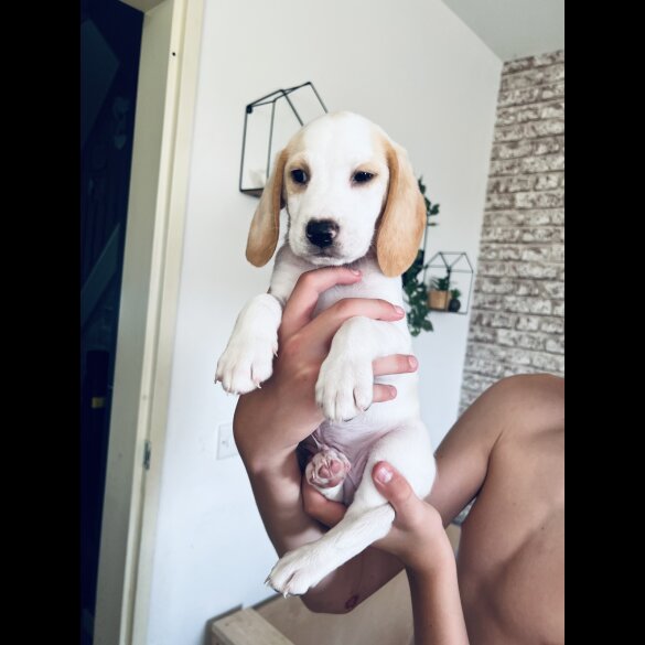 Beagle - Both