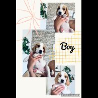 Beagle - Both