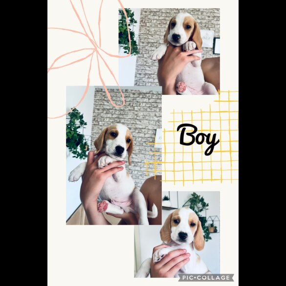 Beagle - Both