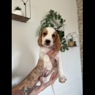 Beagle - Both