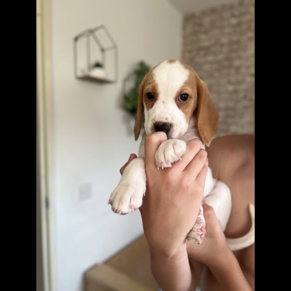 Beagle - Both