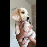 Beagle - Both
