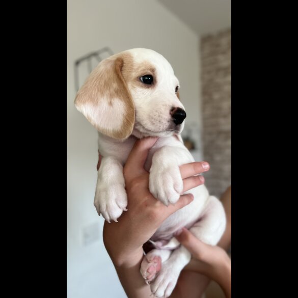 Beagle - Both