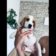 Beagle - Both