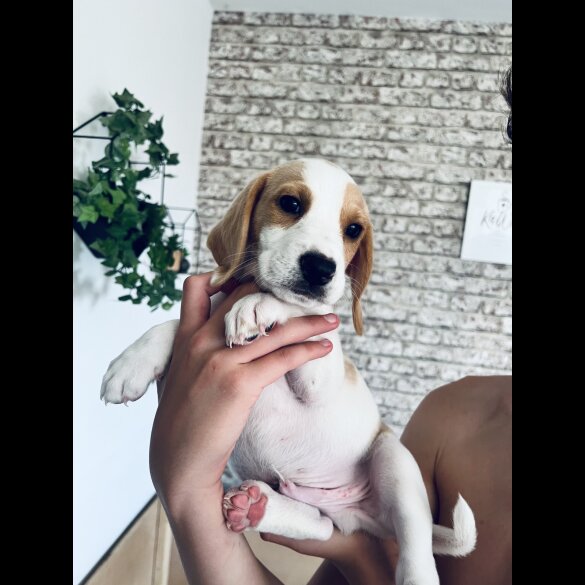 Beagle - Both