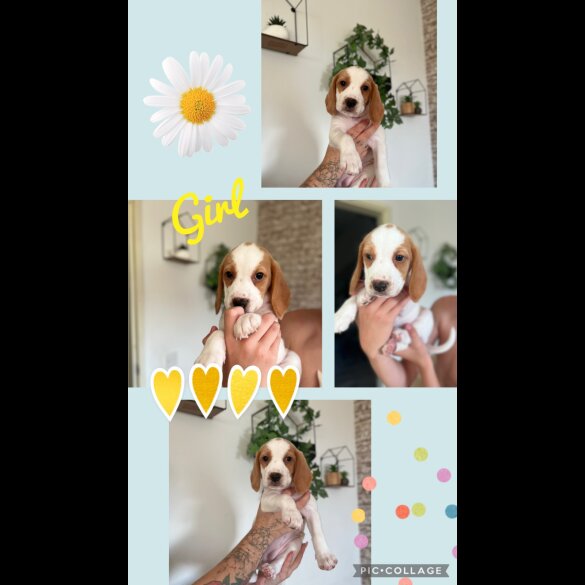 Beagle - Both