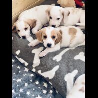Beagle - Both
