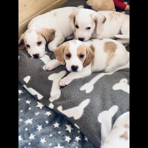 Beagle - Both