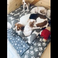 Beagle - Both