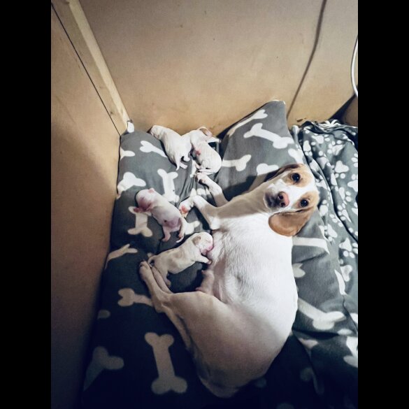 Beagle - Both