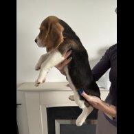 Beagle - Both