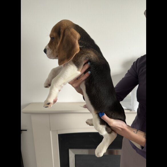 Beagle - Both