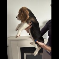 Beagle - Both