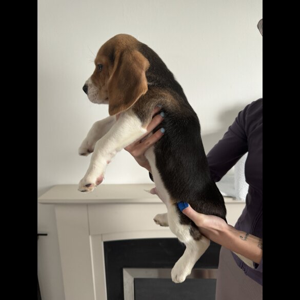 Beagle - Both