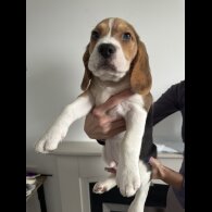 Beagle - Both