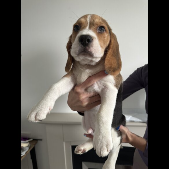 Beagle - Both
