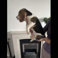 Beagle - Both
