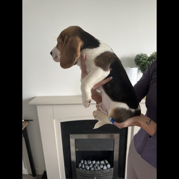 Beagle - Both