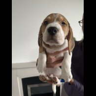 Beagle - Both